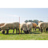 Siatka dla owiec TopLine Net, 50m, 108 cm, poj. szpic,  , Kerbl
